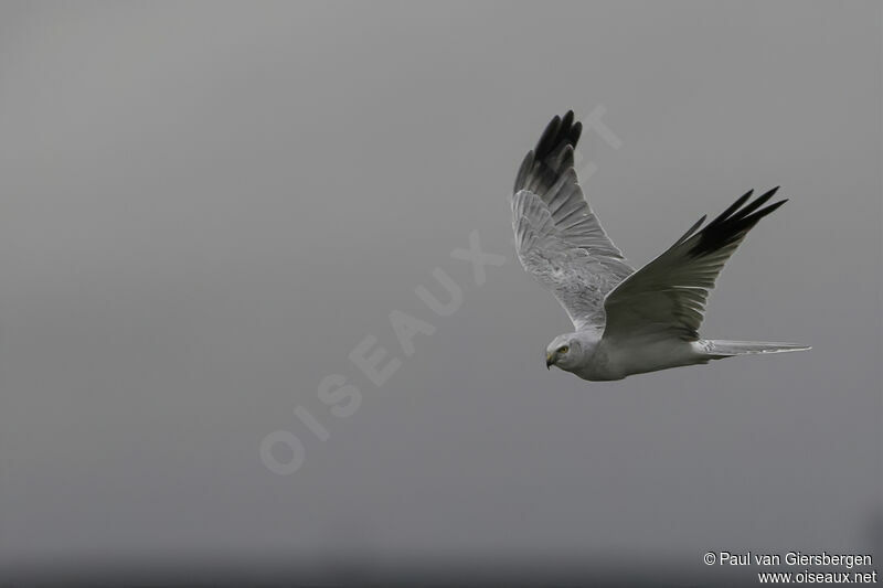 Pallid Harrier male adult