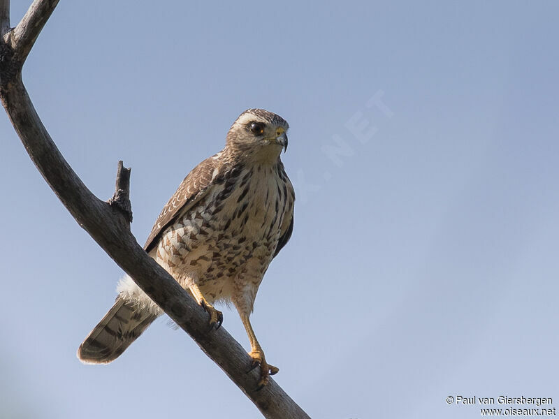 Roadside Hawk