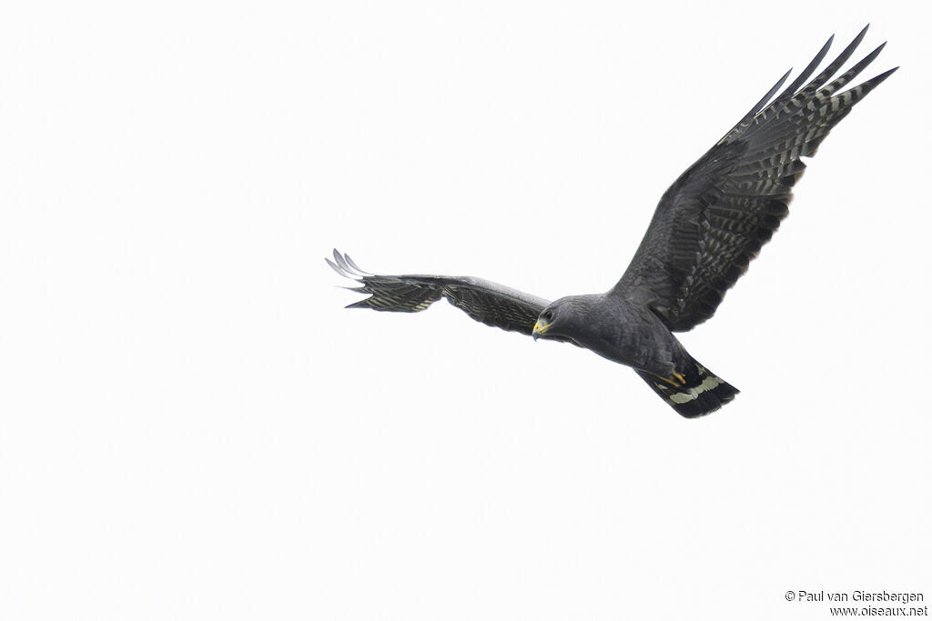 Zone-tailed Hawkadult