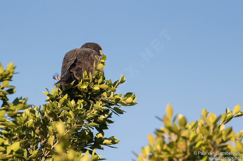 Short-tailed Hawk