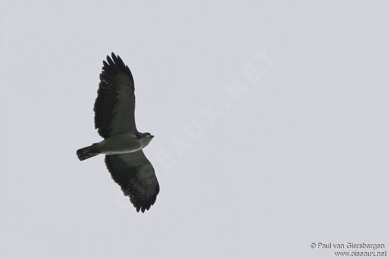 Short-tailed Hawk