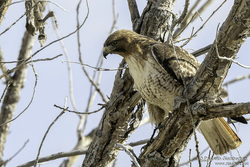 Red-tailed Hawkadult