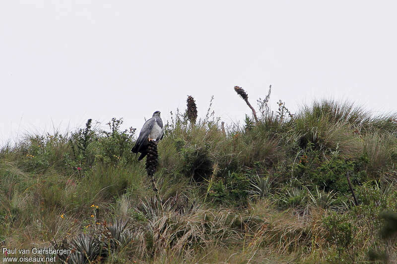 Black-chested Buzzard-Eagleadult, habitat