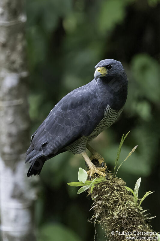 Barred Hawkadult