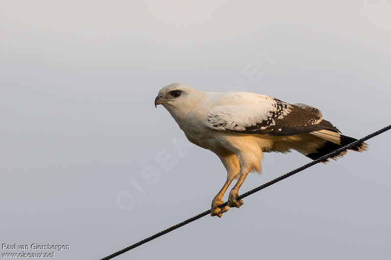 White Hawkadult, identification