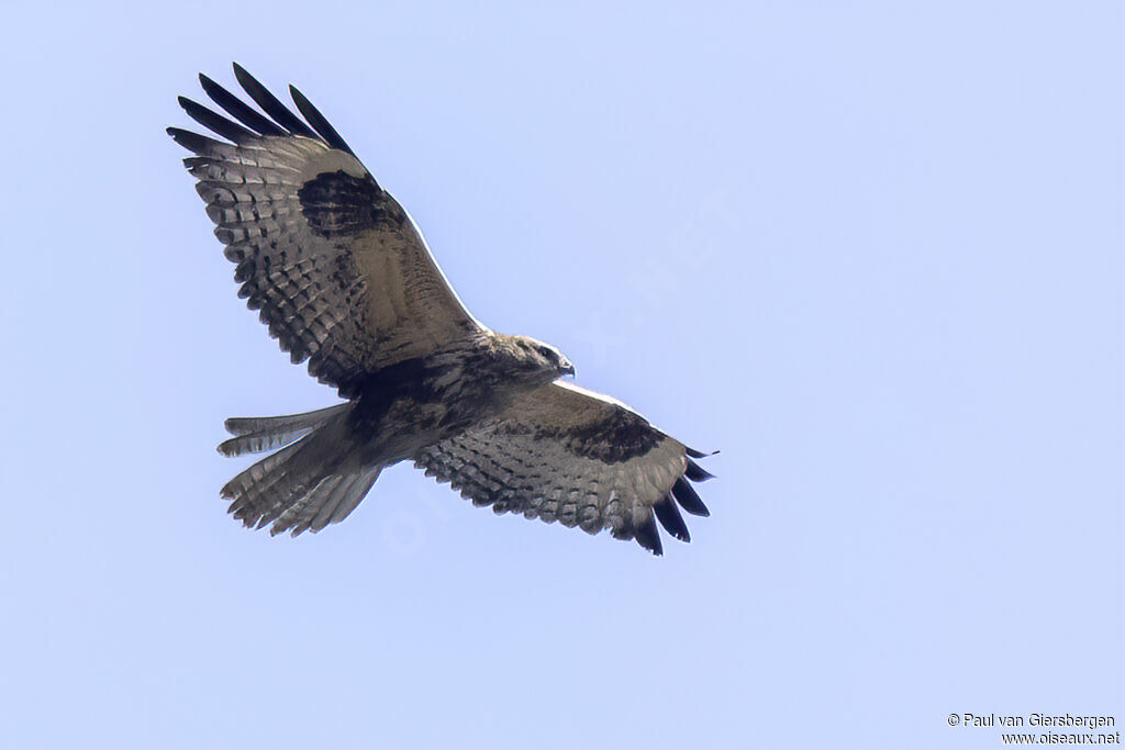 Buse de l'Himalayaadulte