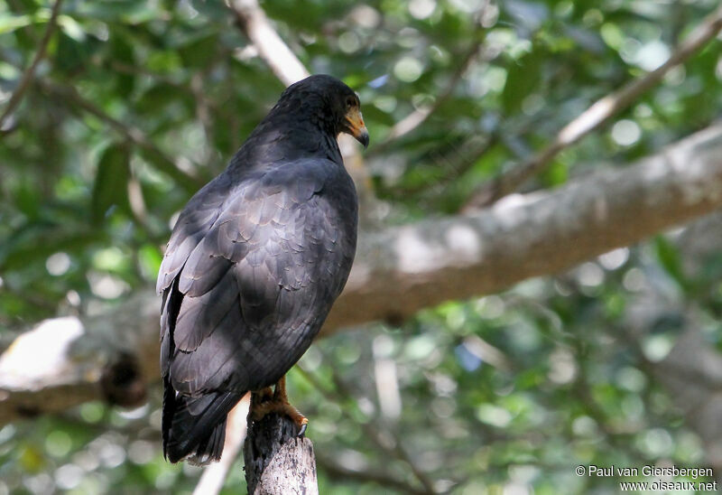 Common Black Hawk