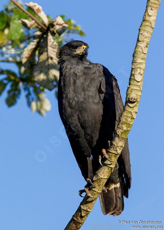 Great Black Hawk