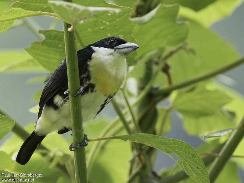 Spot-crowned Barbet male adult, habitat, pigmentation