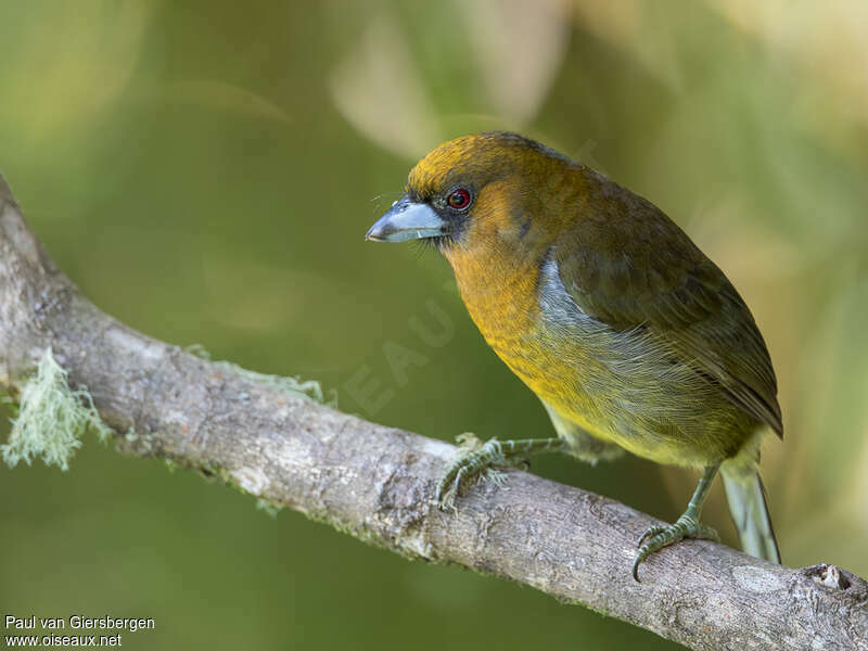 Prong-billed Barbetadult, identification