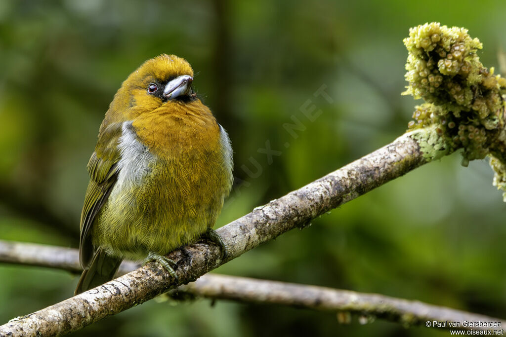 Cabézon de Frantziusadulte