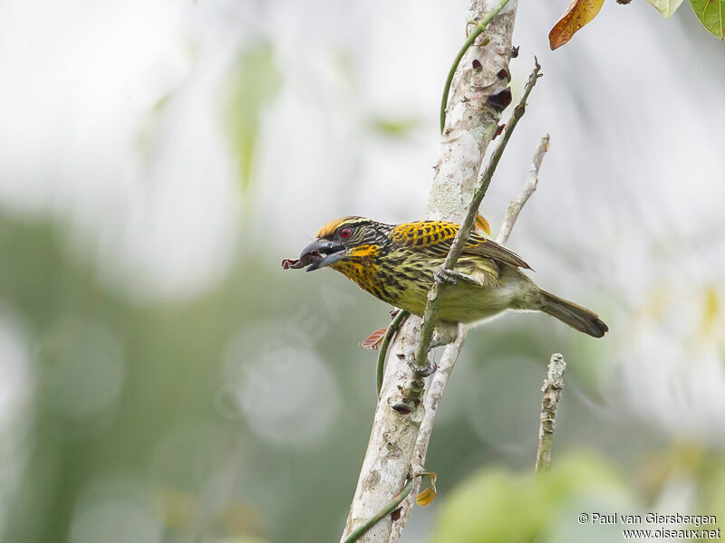 Gilded Barbet female adult, Reproduction-nesting