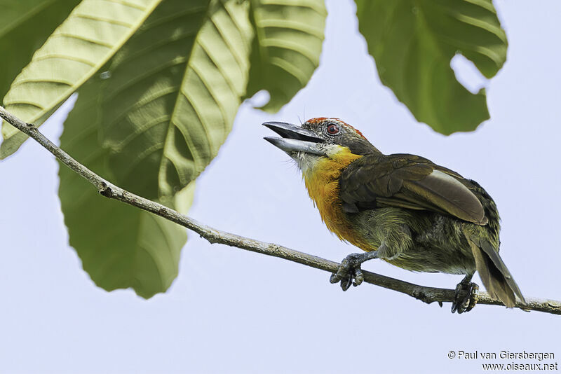 Scarlet-crowned Barbet male adult