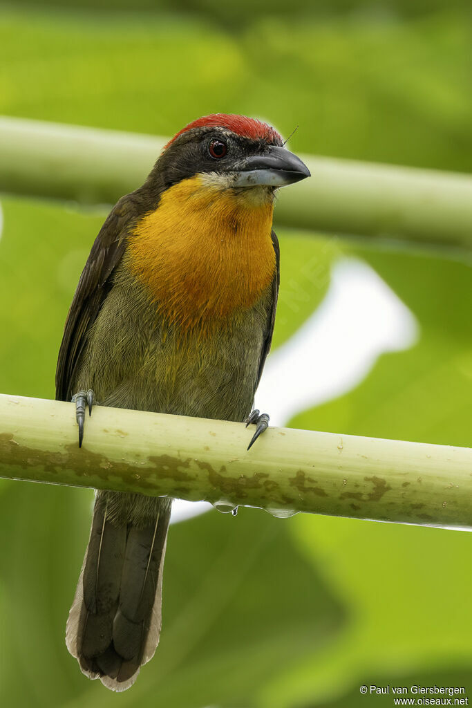 Scarlet-crowned Barbet male adult