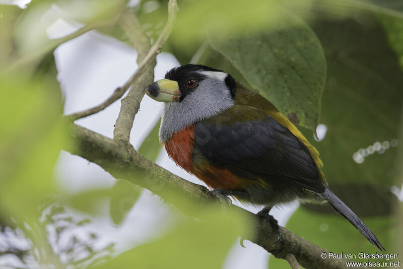 Cabézon toucanadulte