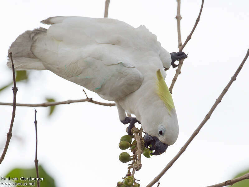 Cacatoès à huppe jauneadulte, régime, mange