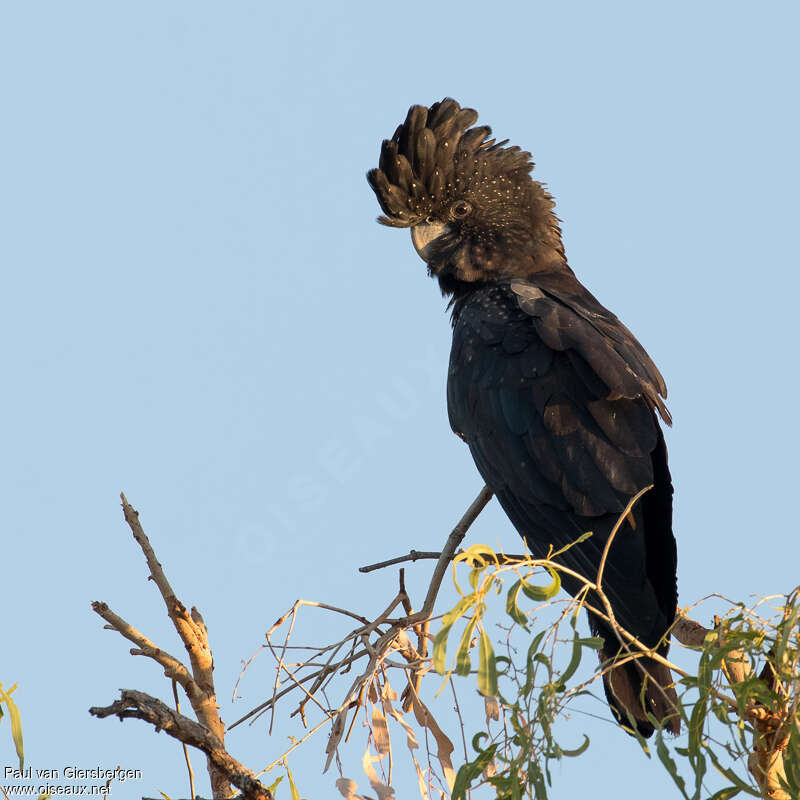 Red-tailed Black Cockatoo female adult, close-up portrait