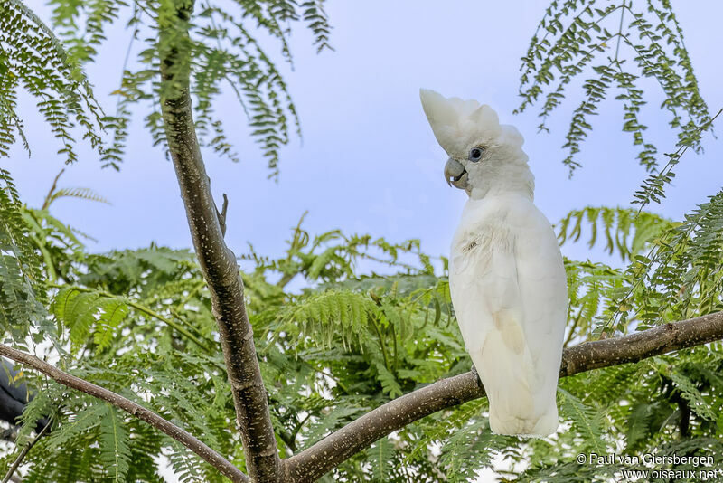 Solomons Corellaadult