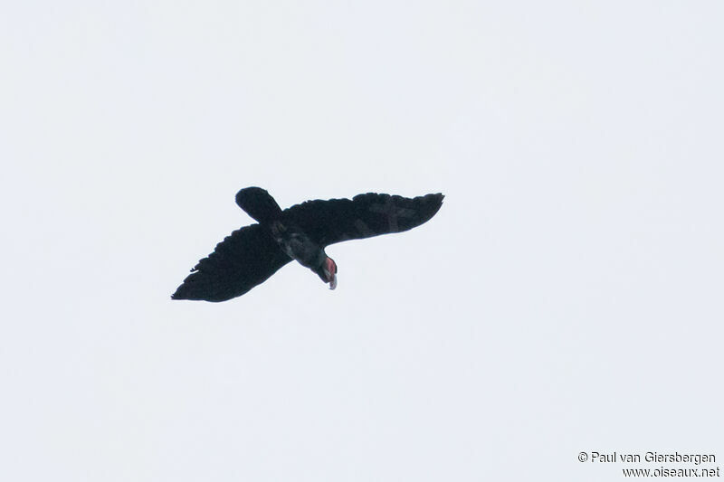 Palm Cockatoo