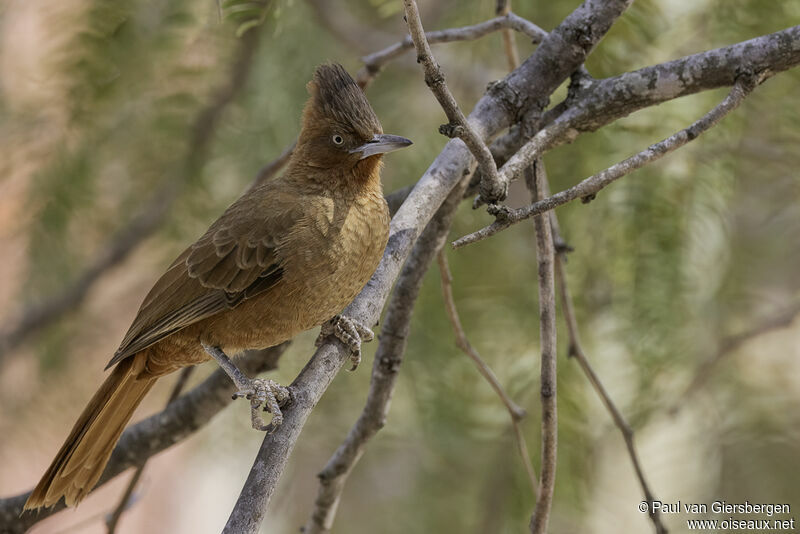 Brown Cacholoteadult