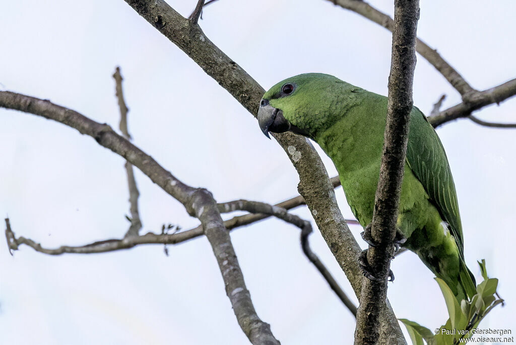 Short-tailed Parrotadult