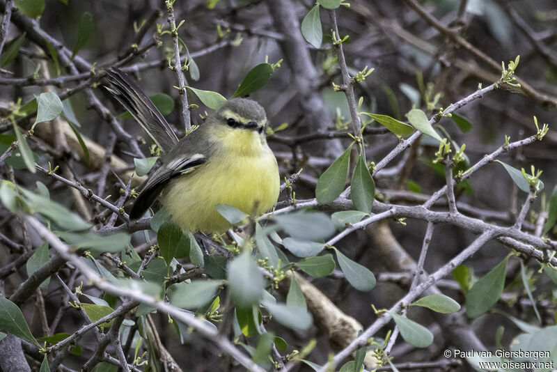 Greater Wagtail-Tyrantadult