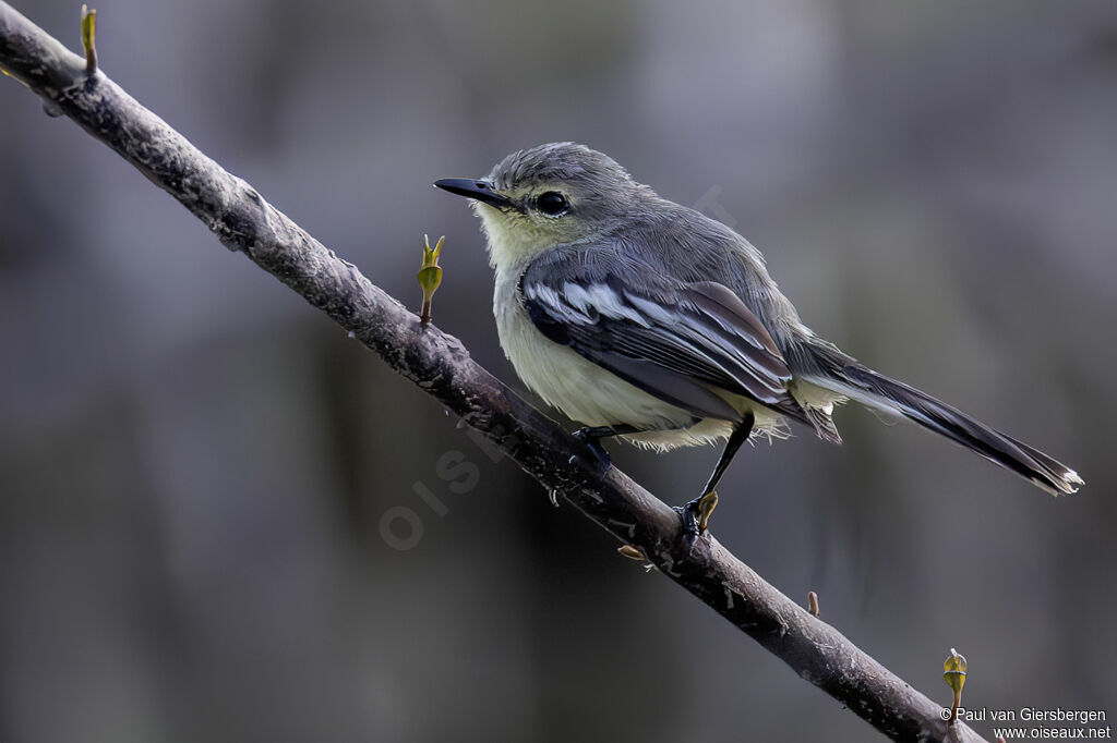 Lesser Wagtail-Tyrantadult