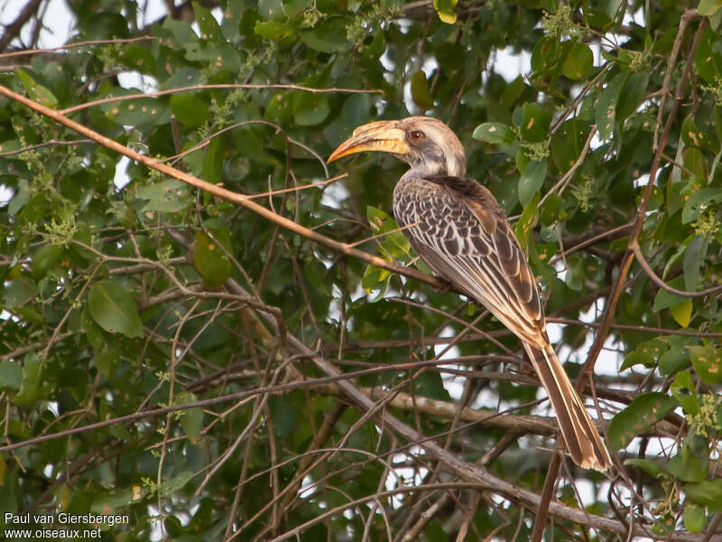 Pale-billed Hornbilladult, identification