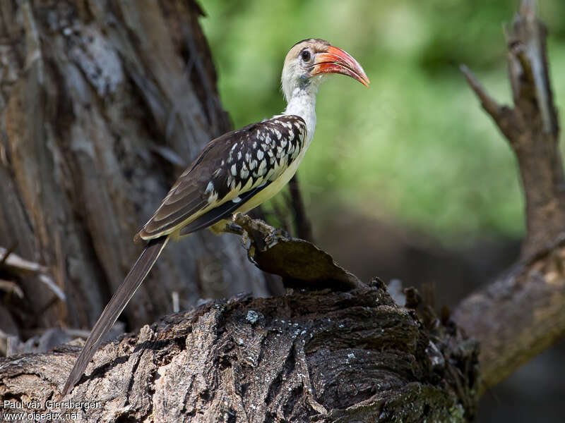 Northern Red-billed Hornbilladult, identification