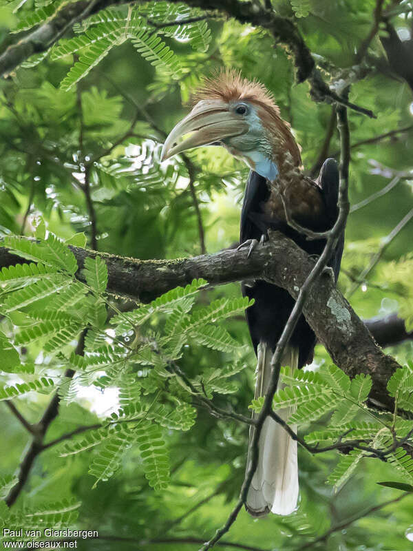 Yellow-casqued Hornbill female adult, identification