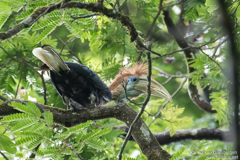 Yellow-casqued Hornbill female adult