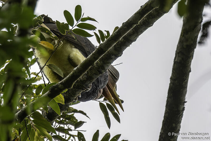 Helmeted Hornbilladult