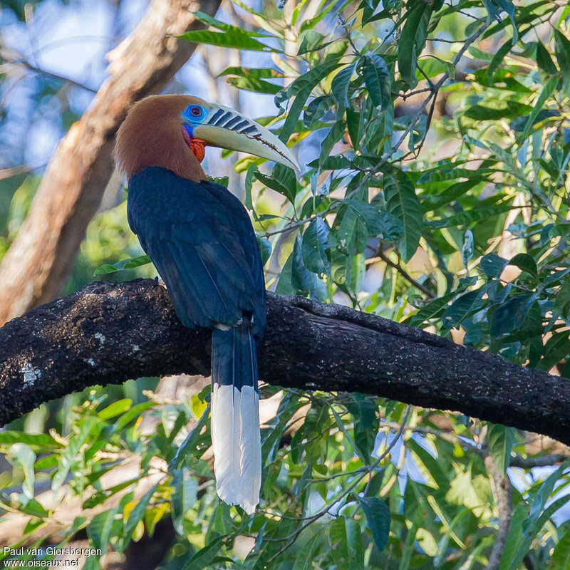 Rufous-necked Hornbill male adult, Behaviour