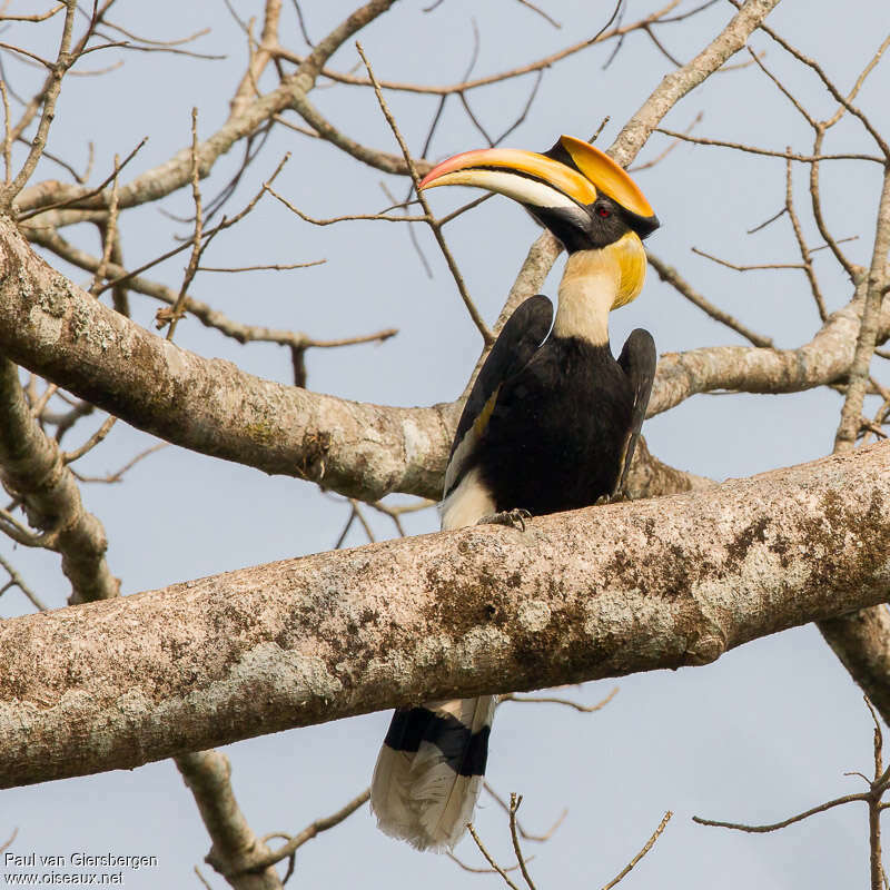 Great Hornbill male adult, habitat, pigmentation