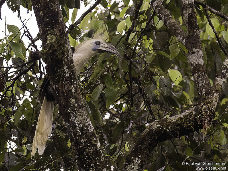 White-crowned Hornbilladult