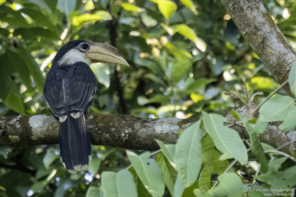 Austen's Brown Hornbilladult
