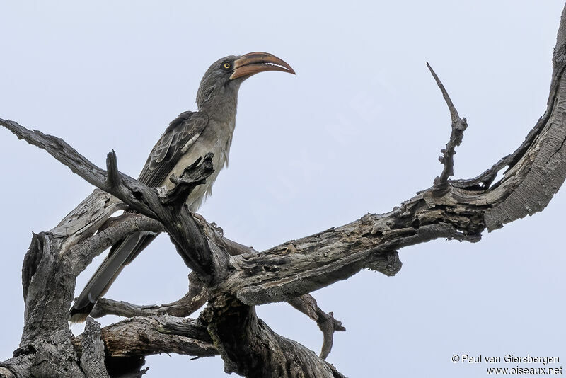 Bradfield's Hornbilladult