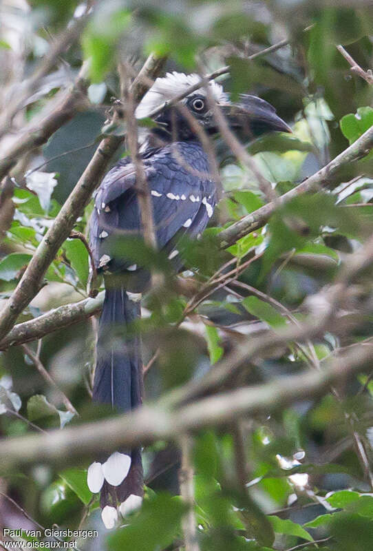 Eastern Long-tailed Hornbilladult, identification