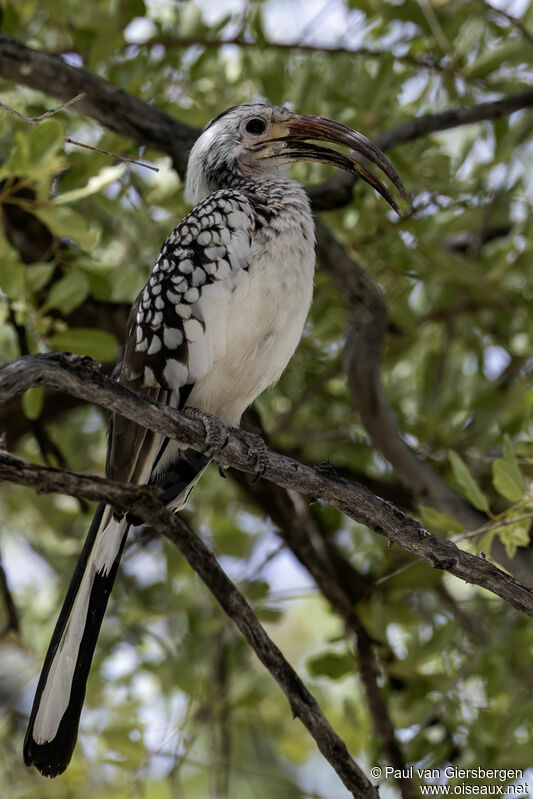 Damara Red-billed Hornbilladult