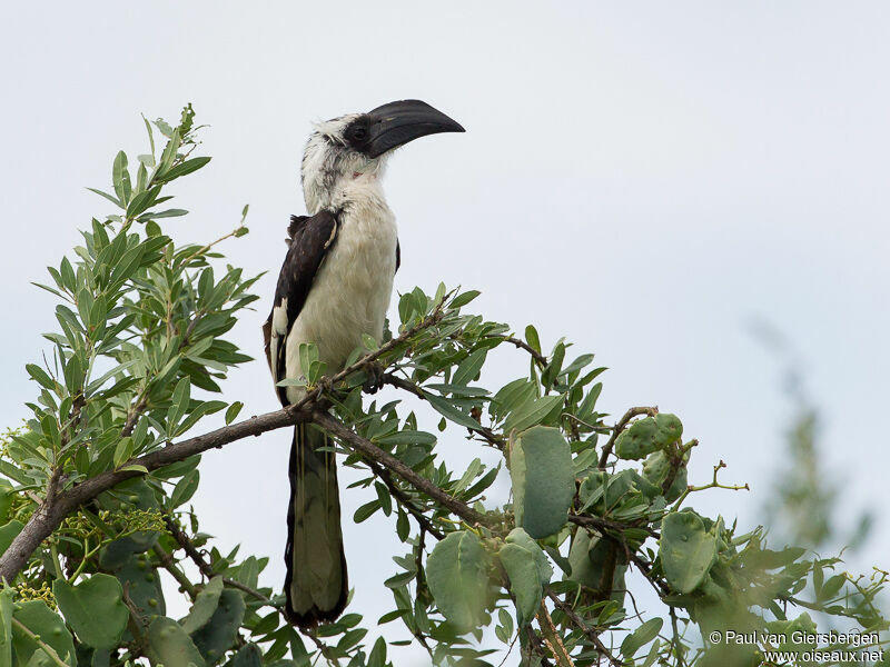 Von der Decken's Hornbill