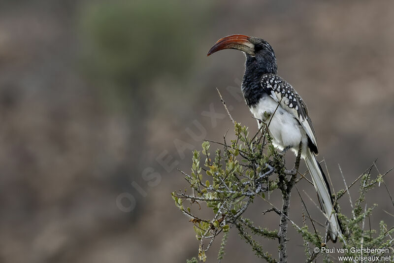 Monteiro's Hornbilladult