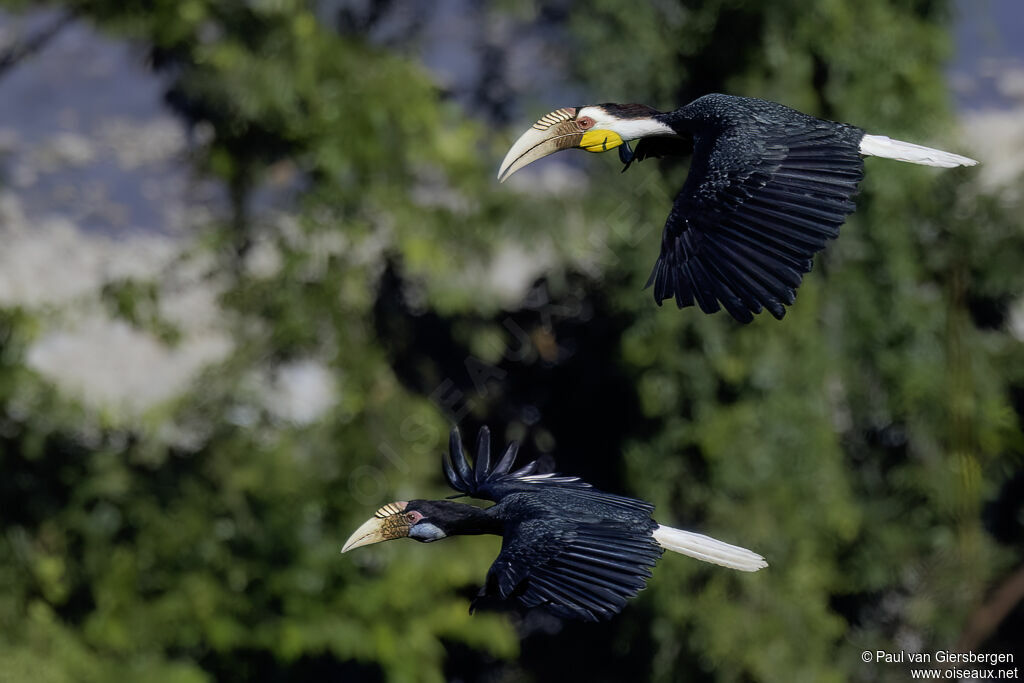 Calao festonnéadulte