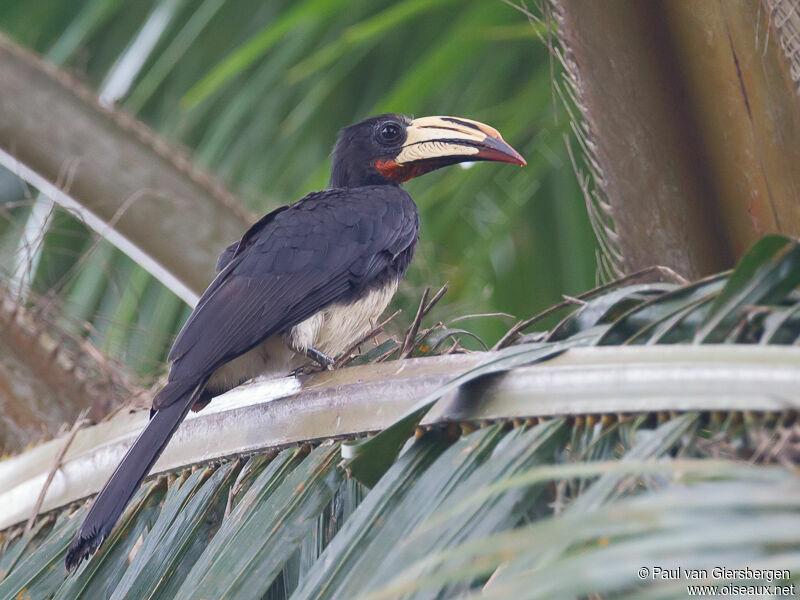 Congo Pied Hornbilladult