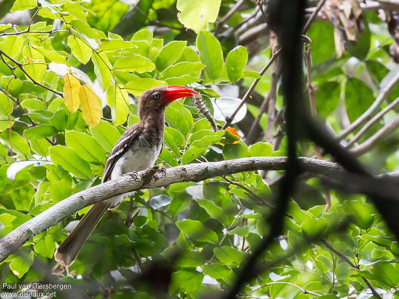 Red-billed Dwarf Hornbilladult, feeding habits