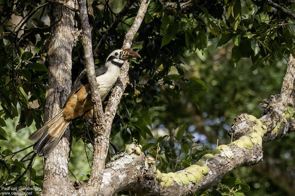 Calao taricticadulte, identification