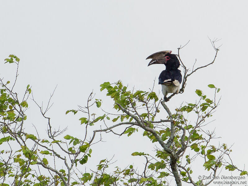 Trumpeter Hornbill