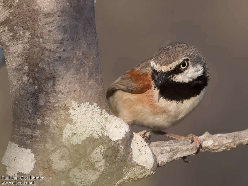 Red-shouldered Vanga male adult, close-up portrait