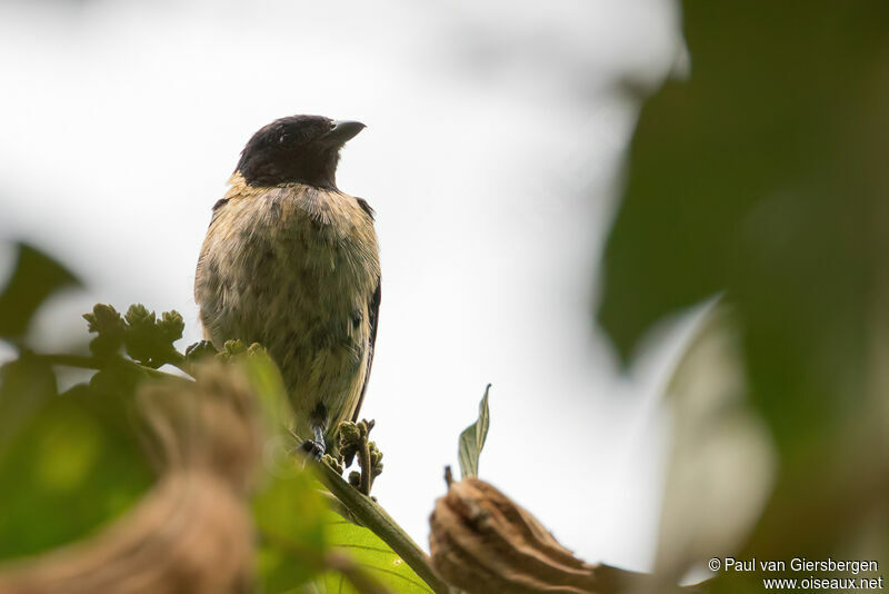 Black-headed Tanageradult