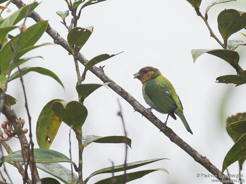 Silver-backed Tanager