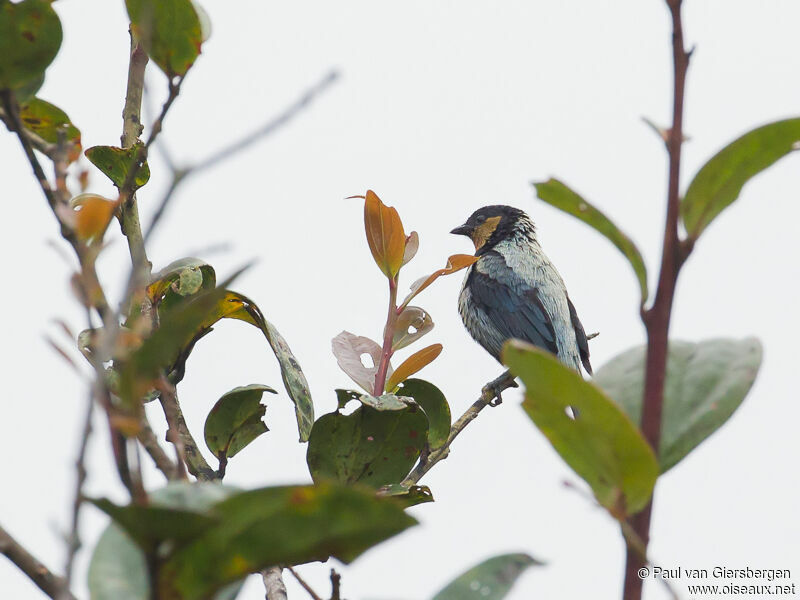 Silver-backed Tanager